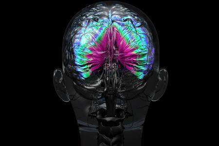 Neuronen Verbindungen