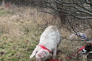 Ausgebüxtes Schwein