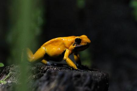 Ein goldener Pfeilgiftfrosch (Phyllobates terribilis) sitzt im Amphibienhaus des Zoos von Cali in Kolumbien.