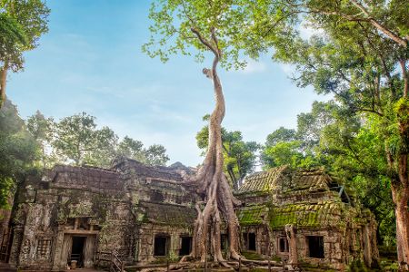 Asiatischer Tempel, aus dem ein Baum wächst