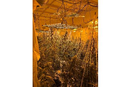 20260218_Cannabis Plantage Stotel