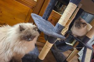 Die Birma-Kater Hubert  und Staller (r) sind inzwischen wieder im Allgäu vereint.