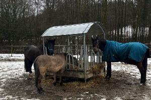 Die Pferde konnten unverletzt zurück auf ihre Koppel nahe der A 45 gebracht werden. Foto: PP Dortmund
