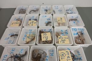 Tote Geckos liegen in Behältern nebeneinander auf einem Tisch. Die Tiere wurden bei einem Reptilienhalter in Unterfranken gefunden.