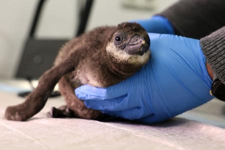 Ein Brillenpinguin-Küken wird im Zoo in Magdeburg ärztlich untersucht. 