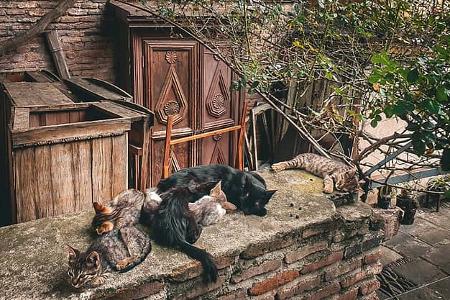 xo_Georgien_Straßenkatzen