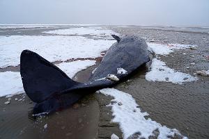 In Dänemark sind mehrere Wale gestrandet. 