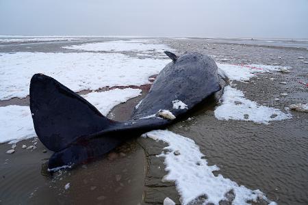 In Dänemark sind mehrere Wale gestrandet. 