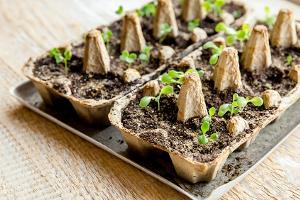 Vorkultur auf der Fensterbank: Was man jetzt säen sollte