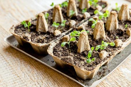 Vorkultur auf der Fensterbank: Was man jetzt säen sollte