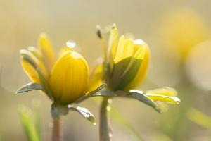 Manche Menschen reagieren stärker als andere auf Wetteränderungen. (Symbolbild)