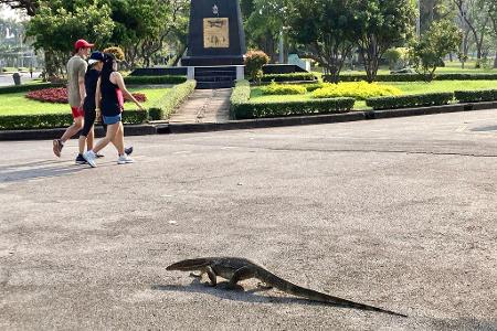 Manche erstarren vor Schreck, andere sind längst an die Riesenechsen in Bangkok berühmtestem Park gewöhnt.