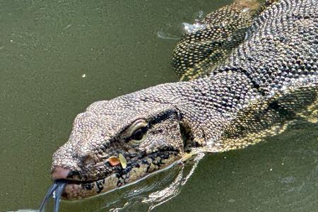 Oft lassen die Riesenechsen ihre dunkle, gespaltene Zunge hervorschnellen.