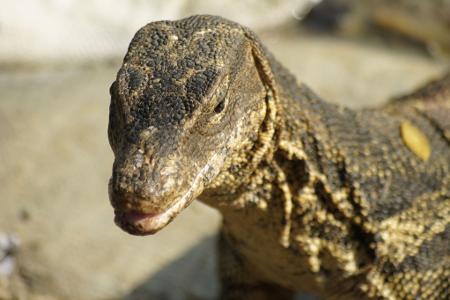 Bindenwarane bevölkern die Erde sei Millionen von Jahren.