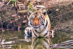Innerhalb weniger Wochen starben in Nordthailand Dutzende Tiger - offenbar an einem Virus. (Archivbild)
