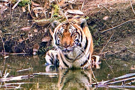 Innerhalb weniger Wochen starben in Nordthailand Dutzende Tiger - offenbar an einem Virus. (Archivbild)