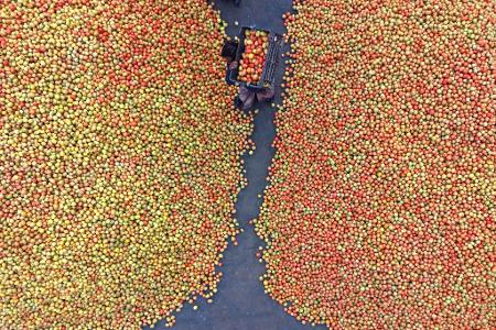 Tomaten auf dem Großmarkt in Bangladesch