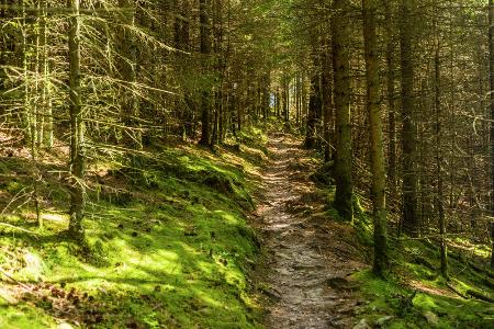Fernwanderweg Rothaarsteig