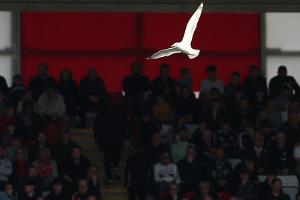 Türkei: Fußballer reanimiert abgeschossene Möwe