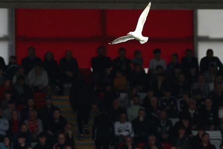 Türkei: Fußballer reanimiert abgeschossene Möwe