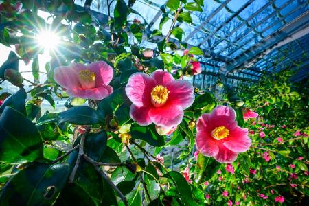 Milde Temperaturen sind für die nächsten Tage vorhergesagt.