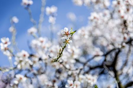 Mandelblüte in Spanien