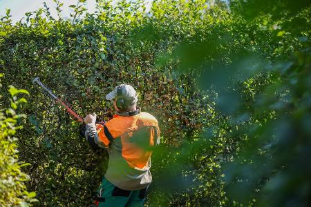 Radikale Heckenschnitte sind verboten. (Archivbild)