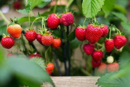 Erdbeeren