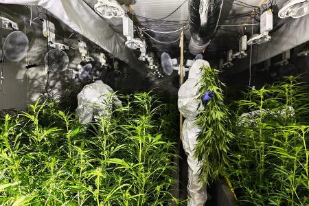 Cannabisplantage Bergkamen