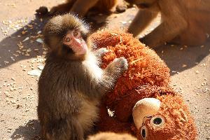 Der Affe Punch in Japan bewegt mit seinem Stoffaffen die Menschen weltweit.