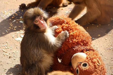 Der Affe Punch in Japan bewegt mit seinem Stoffaffen die Menschen weltweit.