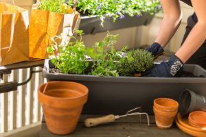 Balkonien vorbereiten: Was man jetzt schon pflanzen kann
