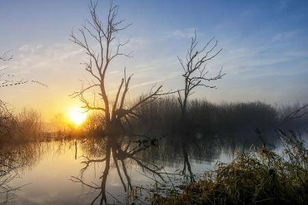 Hinter einem Biotop in Riedlingen geht am Morgen die Sonne auf.