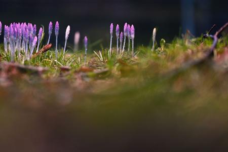 Die nun angenehmeren Temperaturen locken auch die Krokusse hervor.