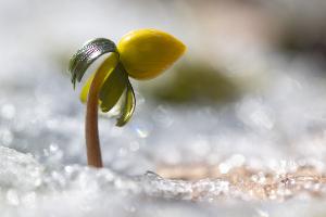 Wenn es wieder wärmer wird, erwacht die Natur.