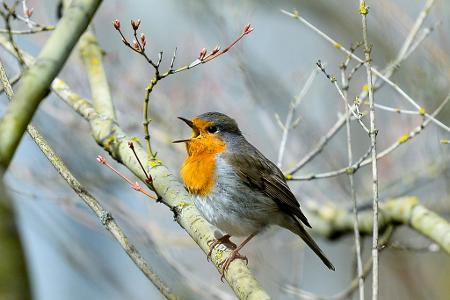 Rotkehlchen zwitschern noch vor dem Morgengrauen. (Archivbild)