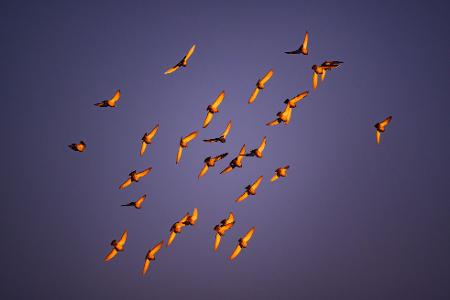 In der Dämmerung stimmen viele Vogelarten zum Morgenkonzert ein. (Archivbild)