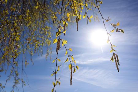 Birkenpollen können teils Hunderte Kilometer weit getragen werden. (Archivbild)