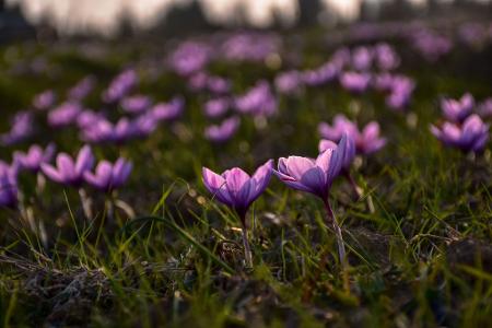 Safran ist als das teuerste Gewürz der Welt bekannt. (Archivbild)
