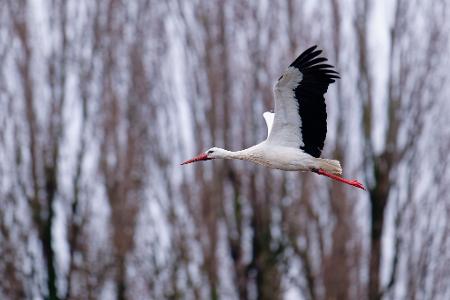 Der Storch gilt als einer der Vorboten für den nahenden Frühling.