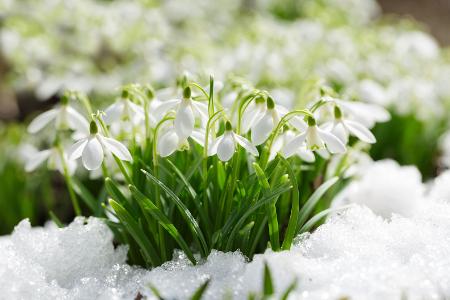Schneeglöckchen