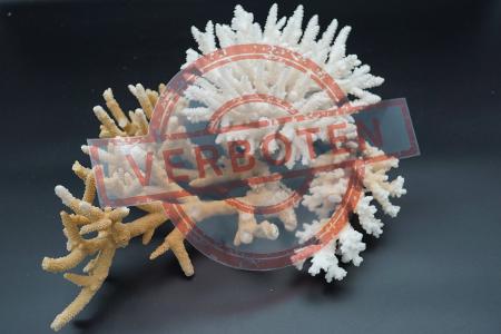 Symbolfoto: Korallen mit Verbotsschild