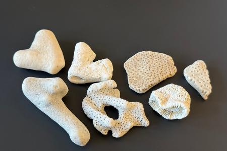 Diese Steinkorallen wurden im Februar 2025 beim Zollamt Bielefeld an der Eckendorfer Straße in einem Postpaket aus Australien aufgefunden und sichergestellt: Es handelte sich um am Strand gesammelte Urlaubsmitbringsel/Foto: Hauptzollamt Bielefeld