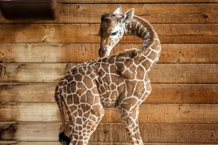 Netzgiraffen gelten als eine besonders bedrohte Tierart.
