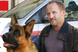 "Kommissar Rex": Starttermin für Neuauflage steht fest