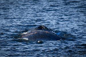 Es handelt sich um einen zehn bis zwölf Meter langen Finnwal. 