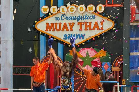 Orang-Utans boxen in einem Freizeitpark nahe Bangkok.