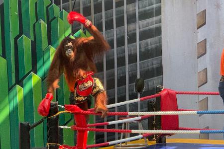 Siegerpose eines Orang-Utans – aber Gewinner sind nur die Betreiber.