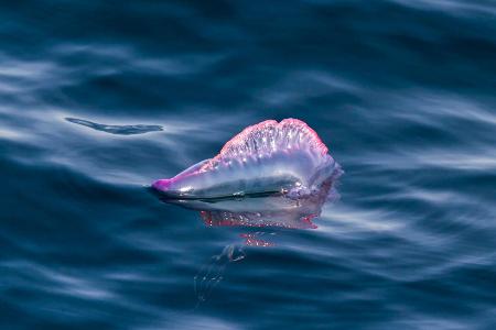 Portugiesische Galeere