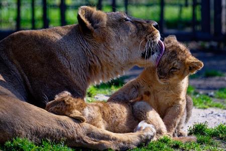 Löwenmama Gina genießt die Sonne mit ihrem Nachwuchs im Kölner Zoo.